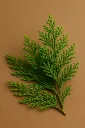 Getto fleurs.webp