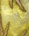 SMRJ4878-COPIE.webp